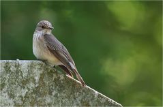 Spotted flycatcher