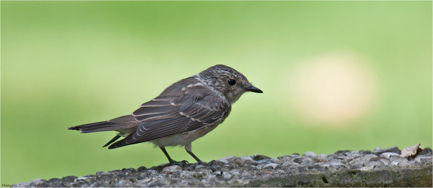 Spotted flycatcher