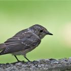 Spotted flycatcher