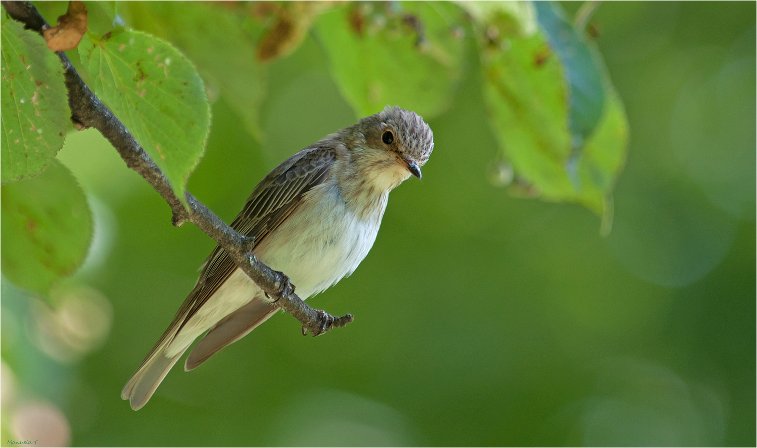 Spotted flycatcher