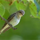 Spotted flycatcher