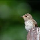 Spotted flycatcher