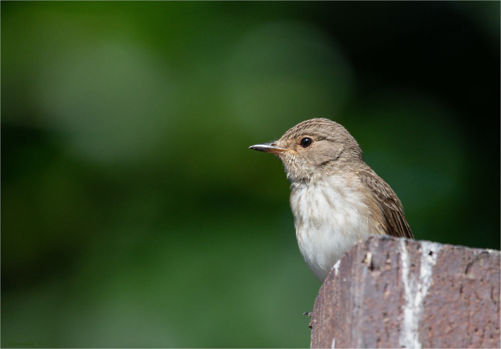 Spotted flycatcher