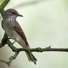 Spotted flycatcher