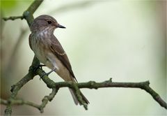 Spotted flycatcher