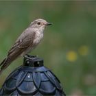 Spotted flycatcher