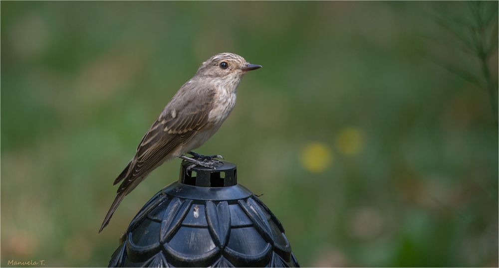 Spotted flycatcher