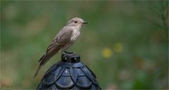 Spotted flycatcher