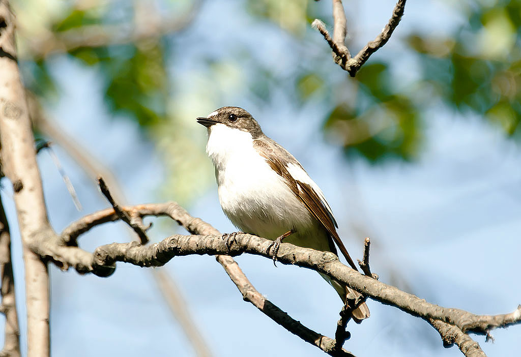 Spotted flycatcher