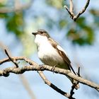 Spotted flycatcher