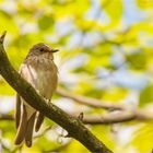 Spotted flycatcher