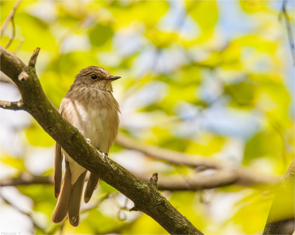 Spotted flycatcher