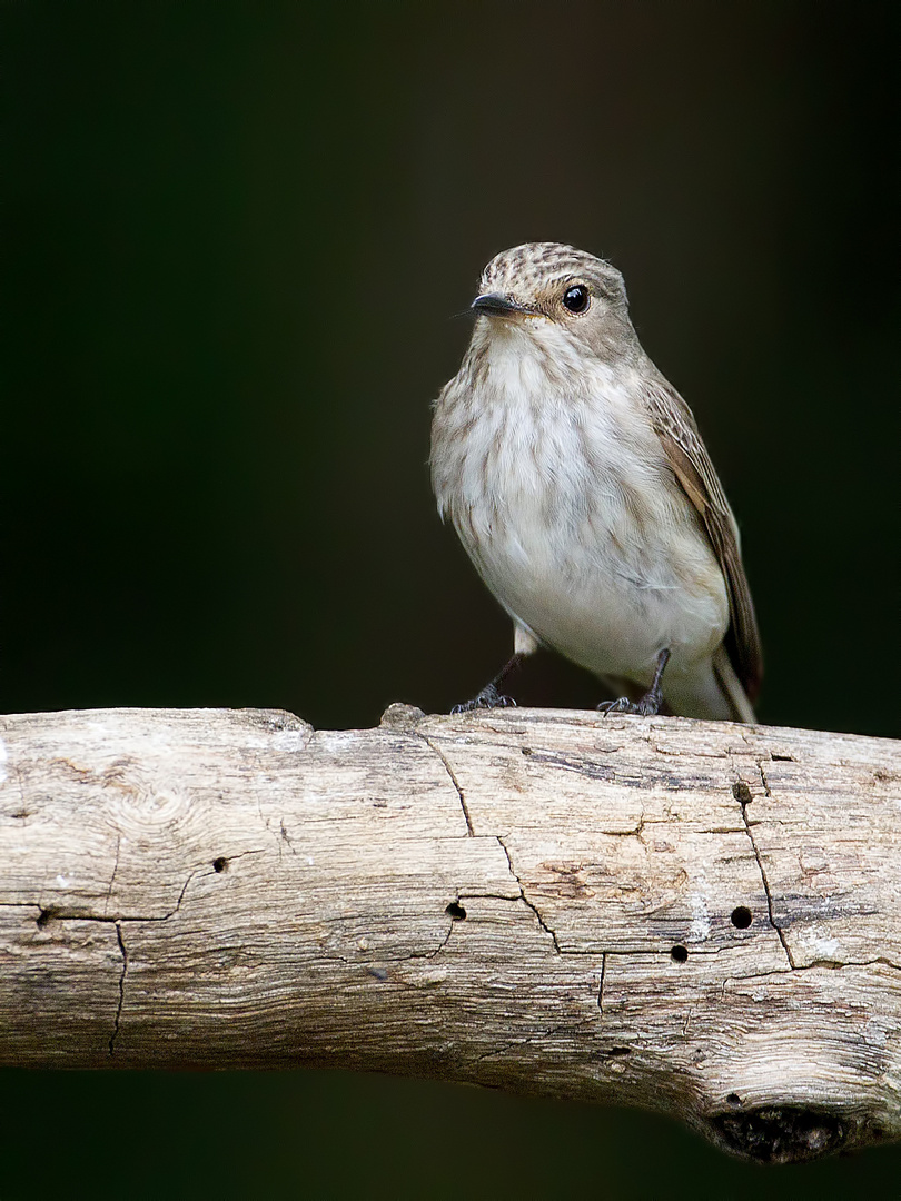 Spotted Flycatcher