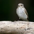 Spotted Flycatcher