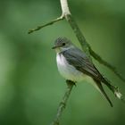 Spotted Flycatcher