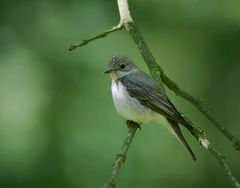 Spotted Flycatcher