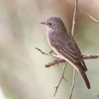 Spotted Flycatcher,Muscicapa striata