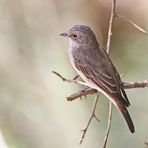 Spotted Flycatcher,Muscicapa striata