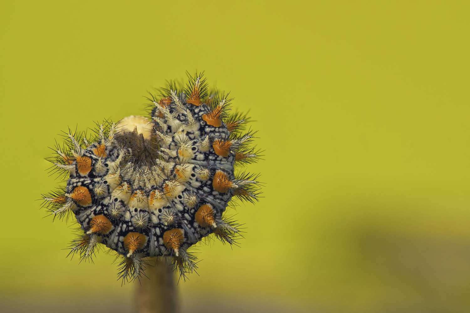 Spotted Fritillary Caterpillar