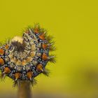 Spotted Fritillary Caterpillar