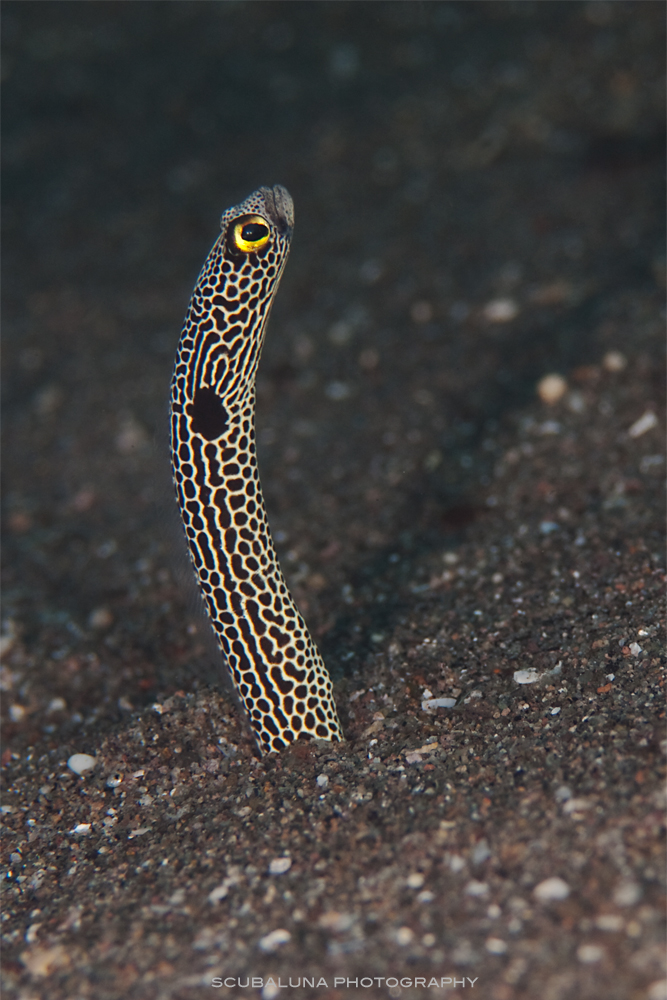 Spotted garden eel (Heteroconger hassi)