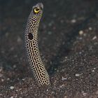 Spotted garden eel (Heteroconger hassi)