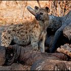 [ Spotted Hyena ]