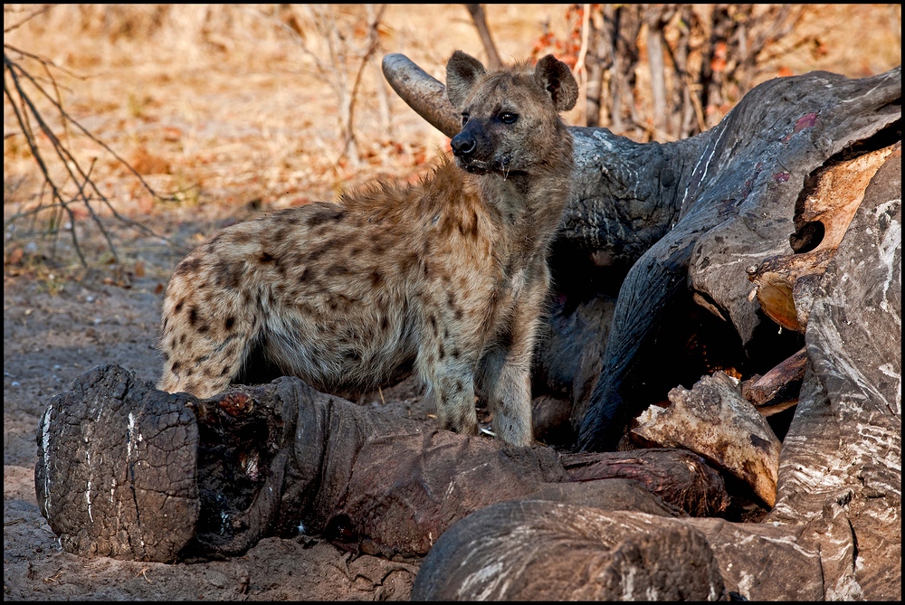 [ Spotted Hyena ]
