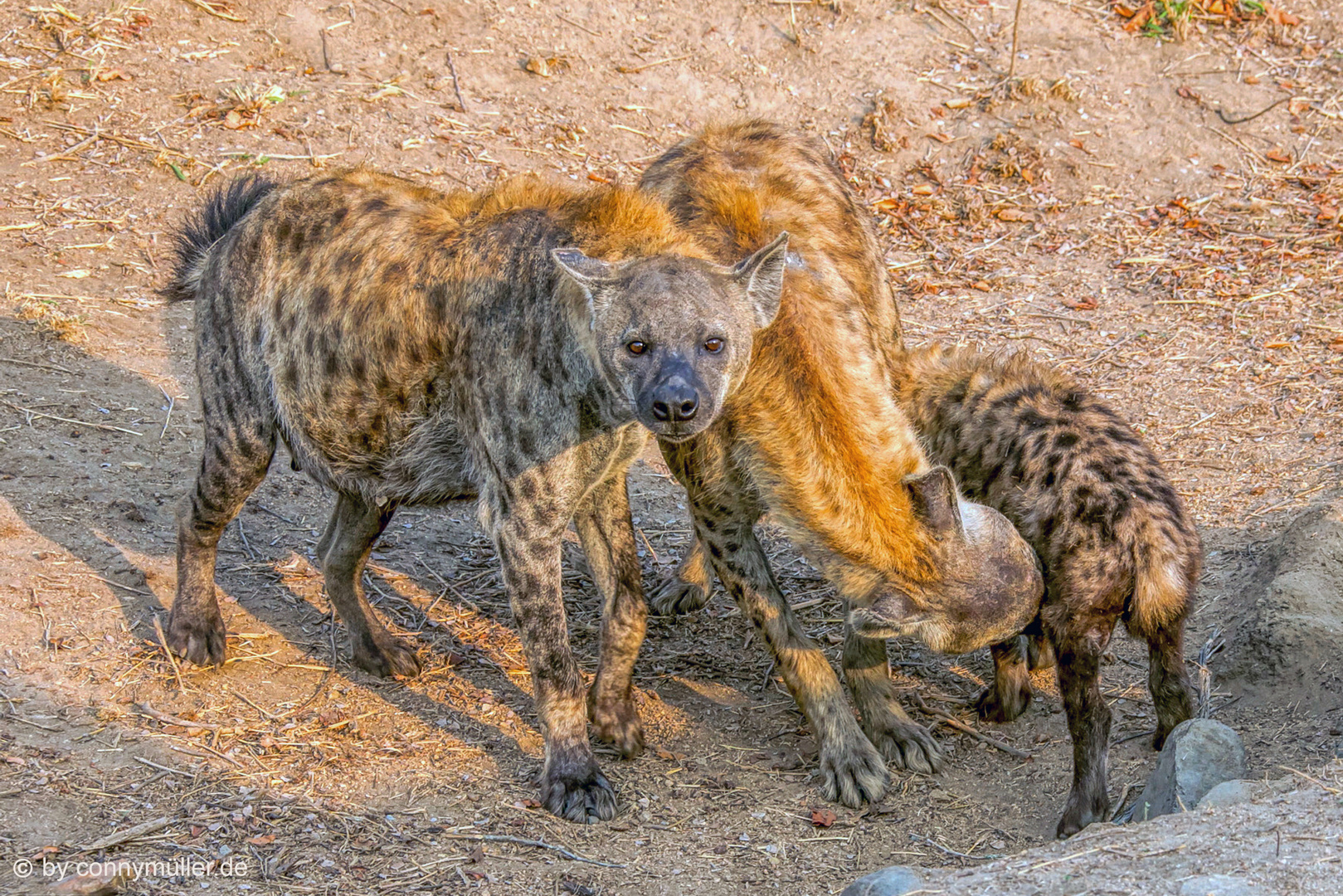 Spotted Hyena