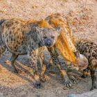 Spotted Hyena