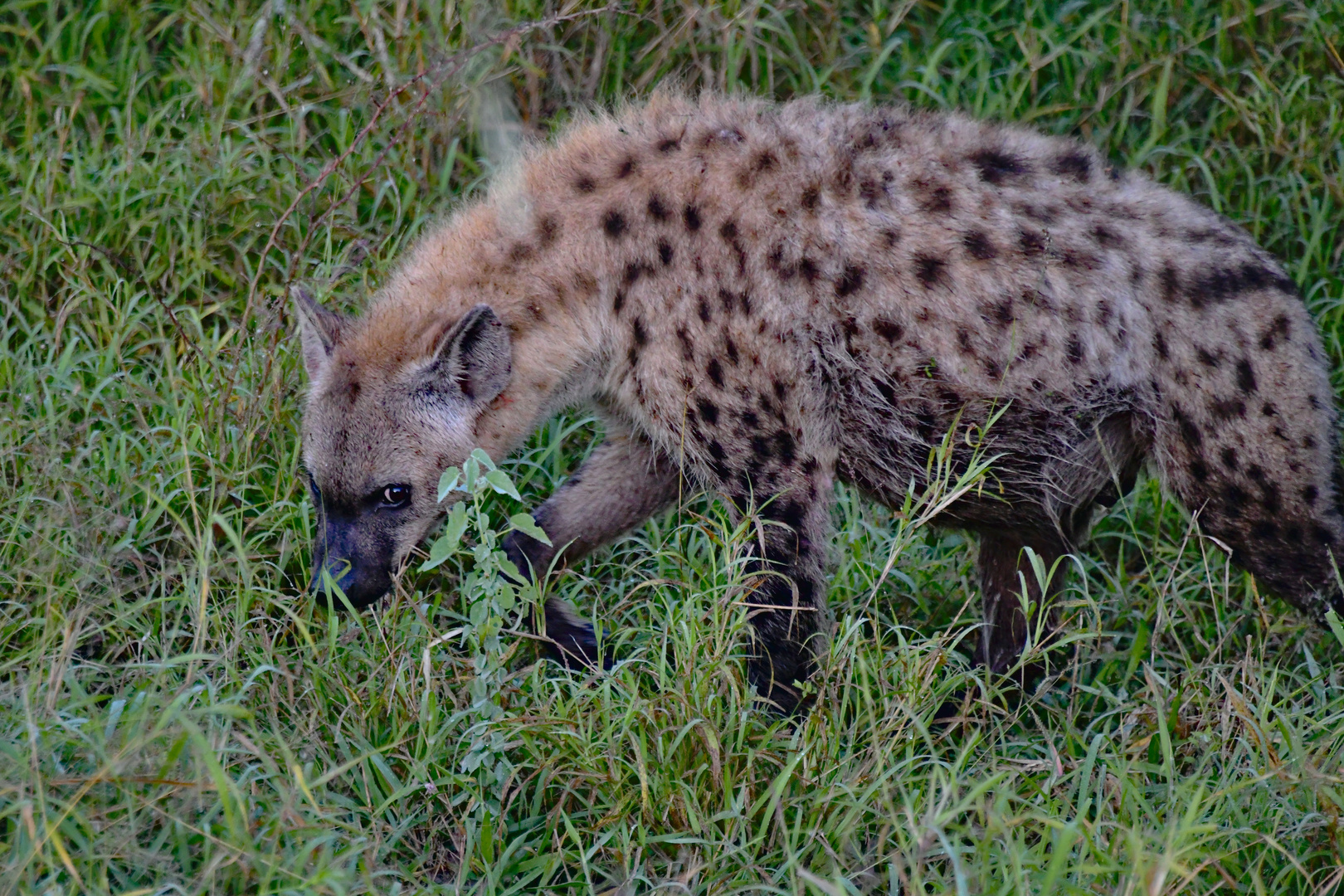 Spotted Hyena