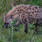 Spotted Hyena