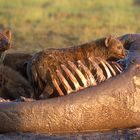 Spotted Hyenas Eating a Hippopotamus Carcass in Kenya, East Africa