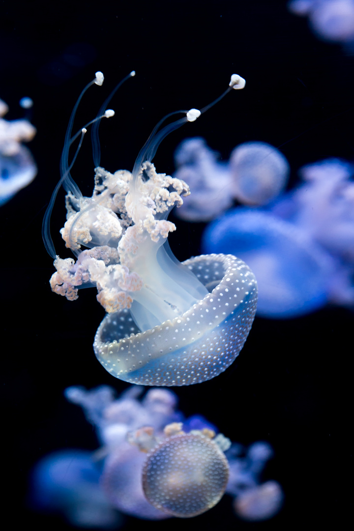 Spotted Lagoon Jellyfish (Mastigias papua)