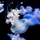 Spotted Lagoon Jellyfish (Mastigias papua)