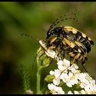 Spotted Longhorn (Rutpela maculata) - mating pair