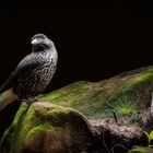 spotted nutcracker