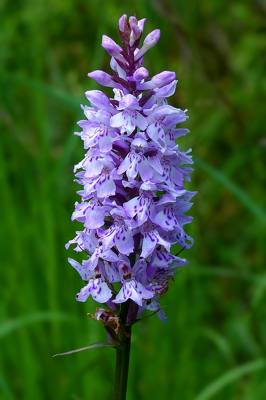 Spotted Orchid