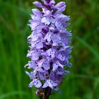 Spotted Orchid