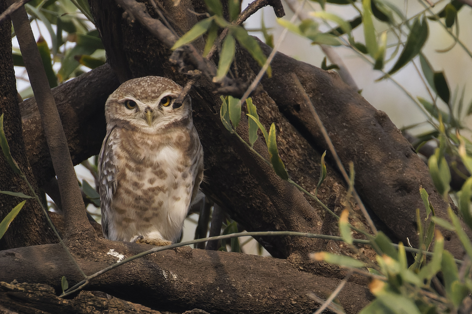 Spotted Owlet -Brahmakauz