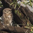 Spotted Owlet -Brahmakauz