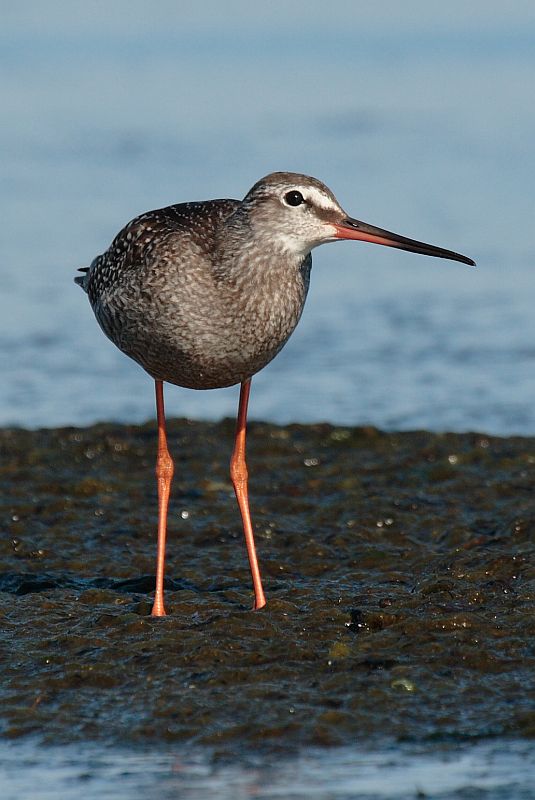 Spotted Redshank