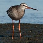 Spotted Redshank