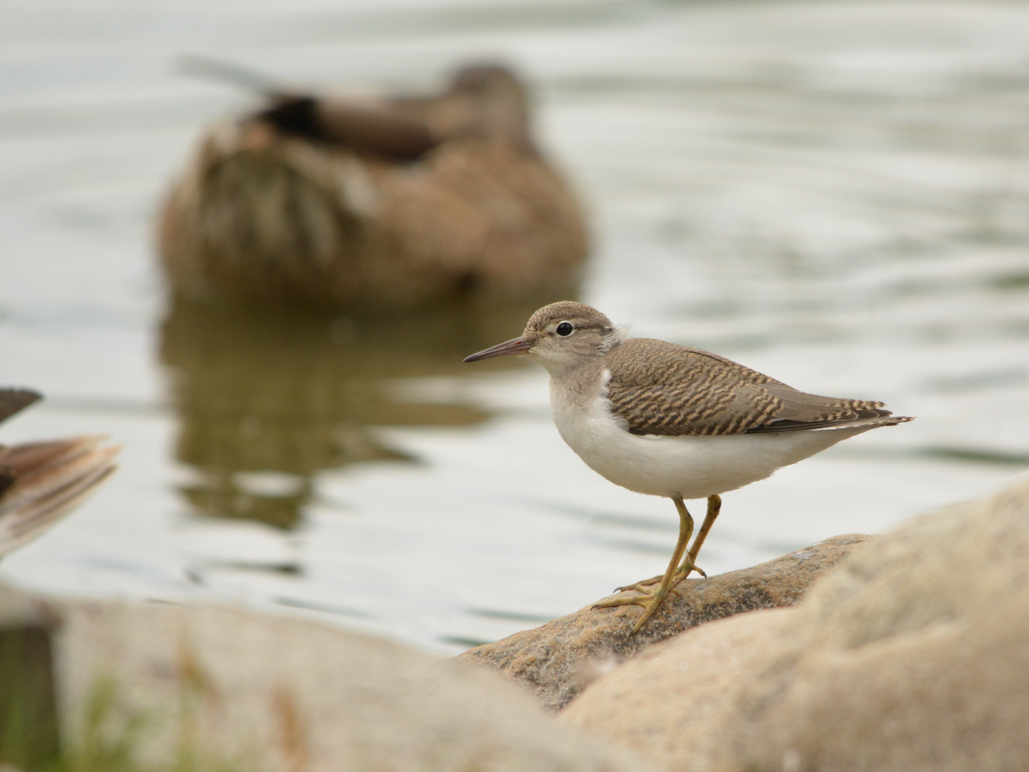 Spotted Sandpiper