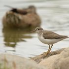 Spotted Sandpiper