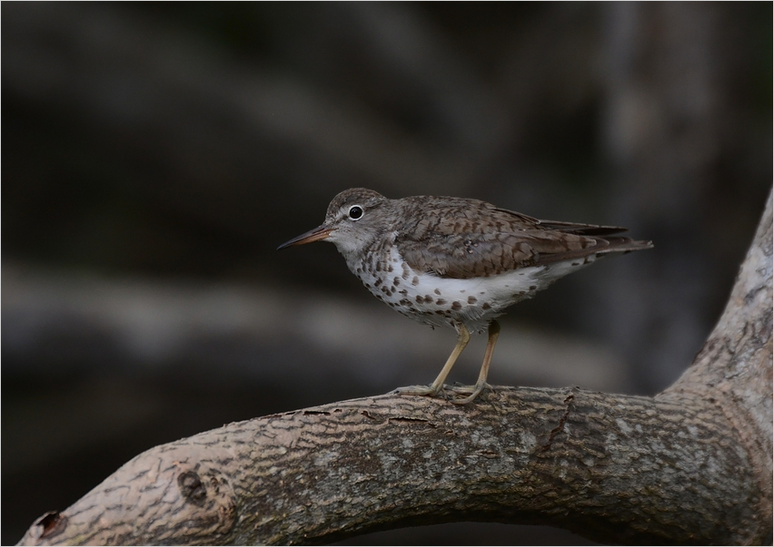 Spotted Sandpiper