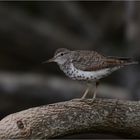 Spotted Sandpiper