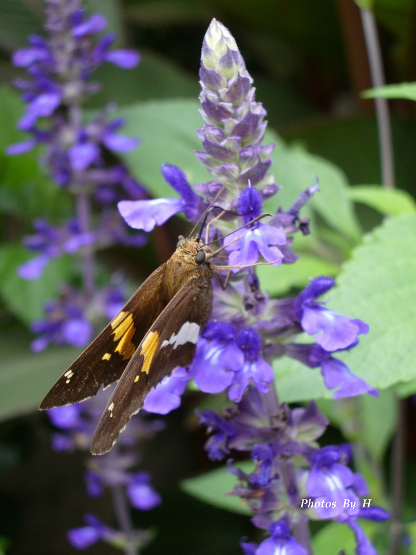 Spotted Skipper