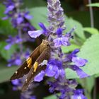 Spotted Skipper