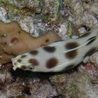 spotted snake eel